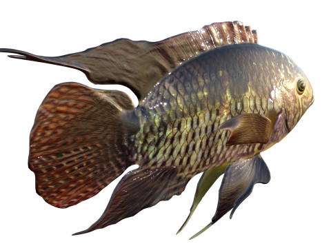 Рыба черная акара 3D Модель