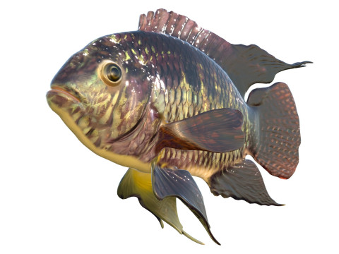 Рыба черная акара 3D Модель