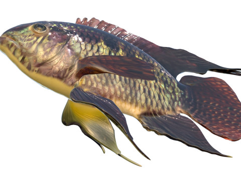 Рыба черная акара 3D Модель