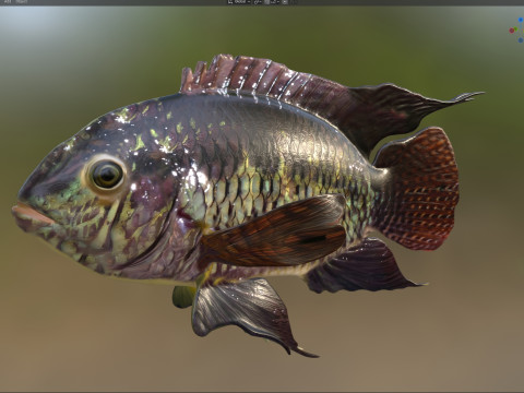 Рыба черная акара 3D Модель