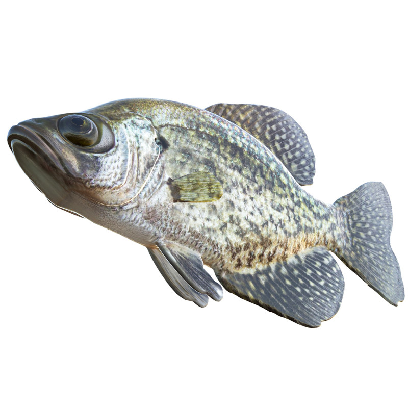 Peixe tipo de peixe preto Modelo 3D .c4d .max .obj .3ds .fbx .stl .blend 