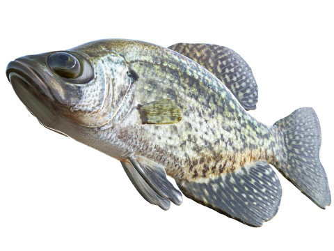 블랙 크래피 피쉬 3D 모델