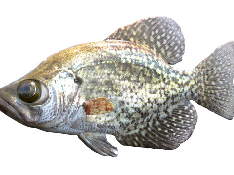 Peixe tipo de peixe preto Modelo 3D