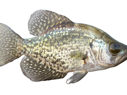 Peixe tipo de peixe preto Modelo 3D