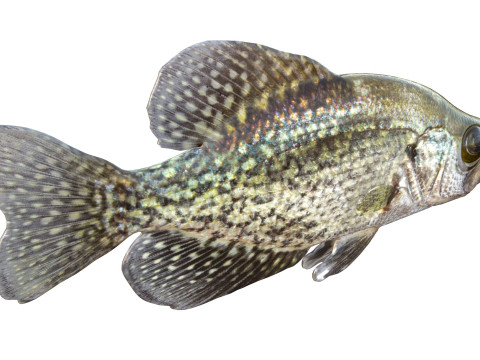 Peixe tipo de peixe preto Modelo 3D