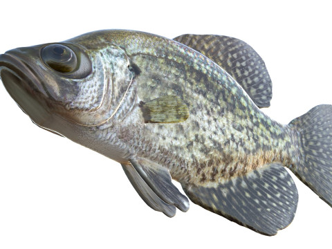 Peixe tipo de peixe preto Modelo 3D