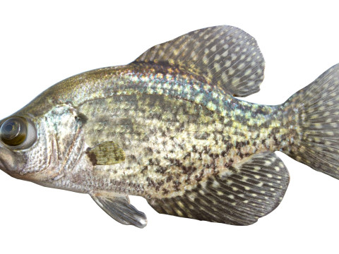 Peixe tipo de peixe preto Modelo 3D