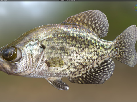 Peixe tipo de peixe preto Modelo 3D