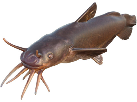 블랙 매드톰 피쉬 3D 모델