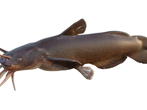 Черная рыба Мадтом 3D Модель