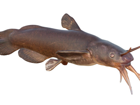 Черная рыба Мадтом 3D Модель