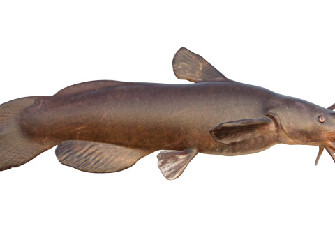 Черная рыба Мадтом 3D Модель