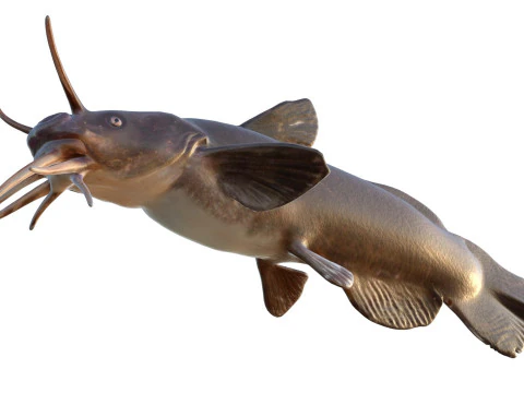 Black Madtom fish 3D Model