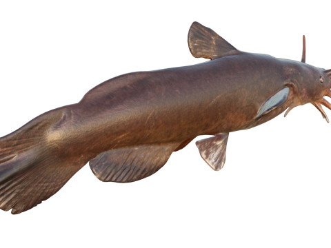 Черная рыба Мадтом 3D Модель