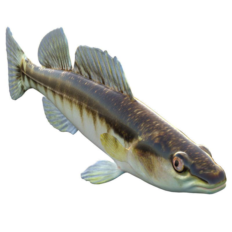 ブラックバンドダーターフィッシュ 3Dモデル .c4d .max .obj .3ds .fbx .stl .blend 