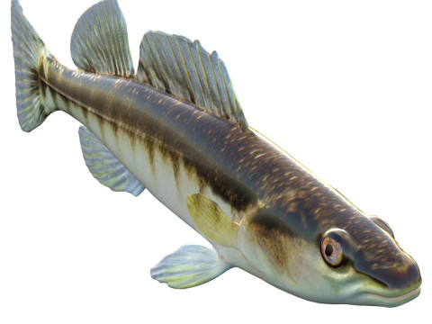 Zwartbandige Darter-vis 3D Model