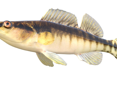 ブラックバンドダーターフィッシュ 3Dモデル