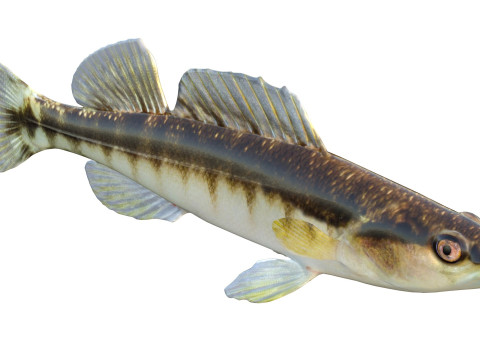 ブラックバンドダーターフィッシュ 3Dモデル