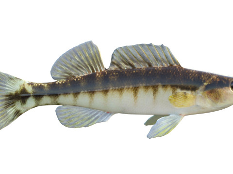 ブラックバンドダーターフィッシュ 3Dモデル