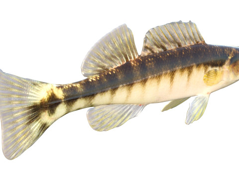 ブラックバンドダーターフィッシュ 3Dモデル