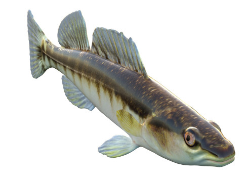 ブラックバンドダーターフィッシュ 3Dモデル