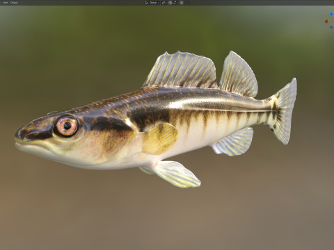 ブラックバンドダーターフィッシュ 3Dモデル