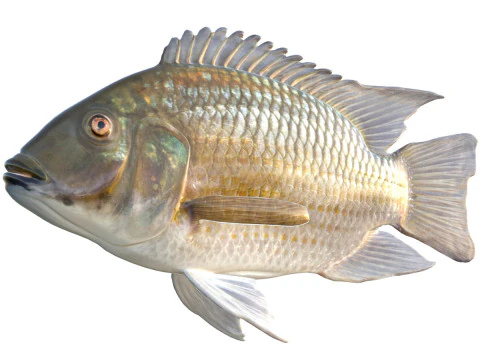 Pesce tilapia dal mento nero Modello 3D
