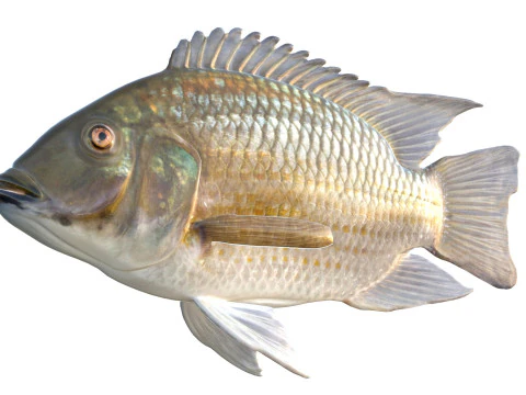 ब्लैकचिन तिलापिया मछली 3D मॉडल