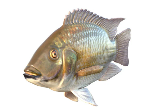 ब्लैकचिन तिलापिया मछली 3D मॉडल