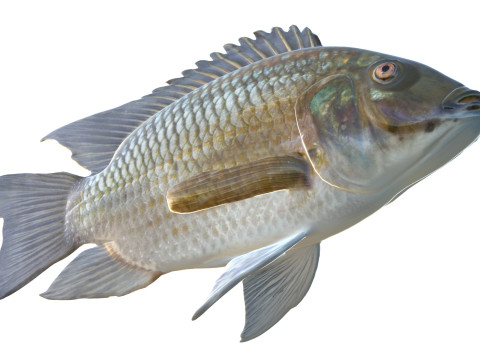 Рыба Блэкчин Тилапия 3D Модель