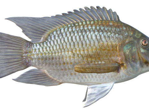 Рыба Блэкчин Тилапия 3D Модель