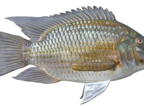 ब्लैकचिन तिलापिया मछली 3D मॉडल