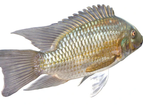 ब्लैकचिन तिलापिया मछली 3D मॉडल