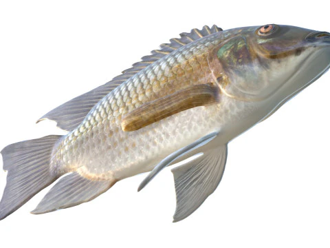 ब्लैकचिन तिलापिया मछली 3D मॉडल
