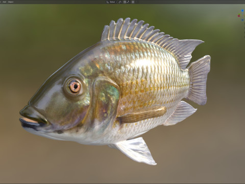 Рыба Блэкчин Тилапия 3D Модель