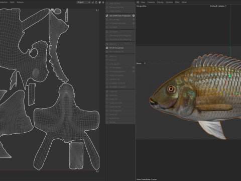 Рыба Блэкчин Тилапия 3D Модель
