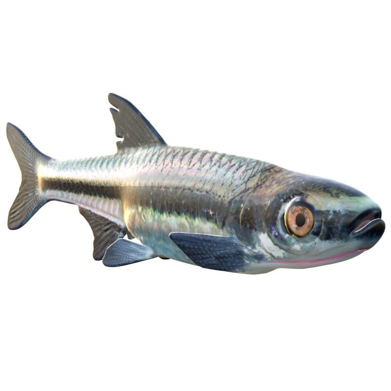 Blackmouth Shiner-Fisch 3D Modell .c4d .max .obj .3ds .fbx .stl .blend 
