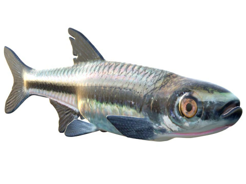 Ikan Blackmouth Shiner Model 3D