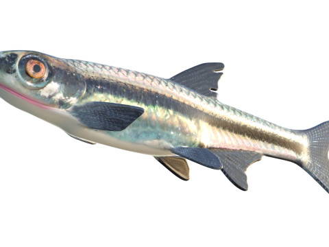 Blackmouth Shiner-Fisch 3D Modell
