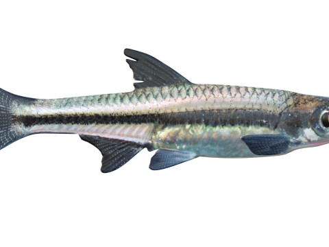 Blackmouth Shiner-Fisch 3D Modell