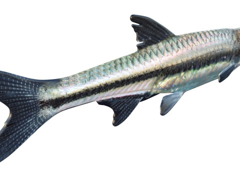 Blackmouth Shiner-Fisch 3D Modell