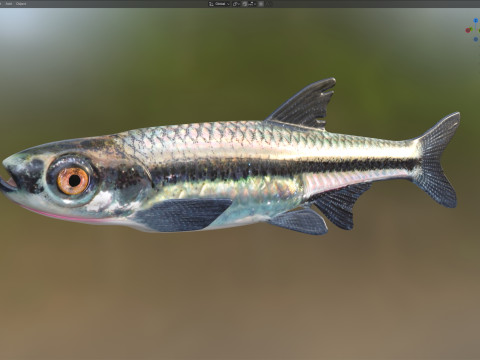 Blackmouth Shiner-Fisch 3D Modell