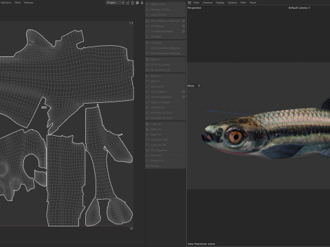 Blackmouth Shiner-Fisch 3D Modell