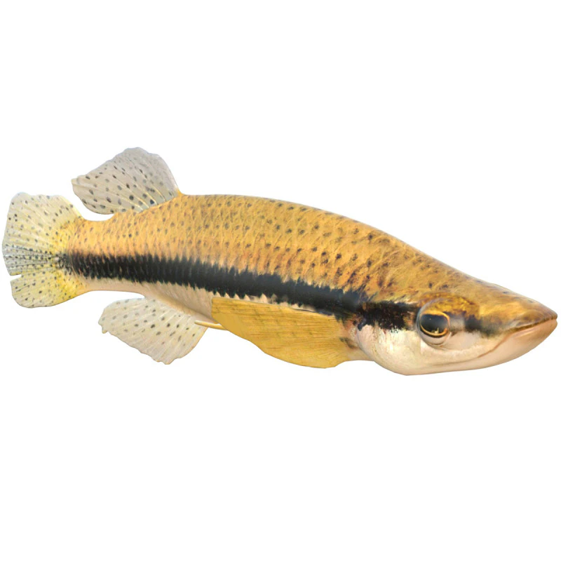 Pez Topminnow con manchas negras Modelo 3D .c4d .max .obj .3ds .fbx .stl .blend 