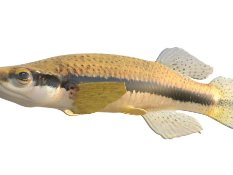 Pez Topminnow con manchas negras Modelo 3D