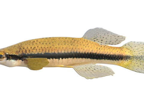 Pez Topminnow con manchas negras Modelo 3D