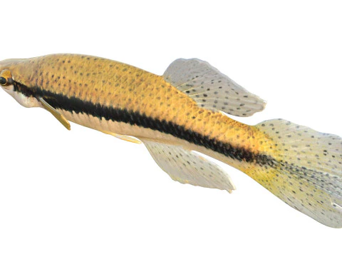 Pez Topminnow con manchas negras Modelo 3D