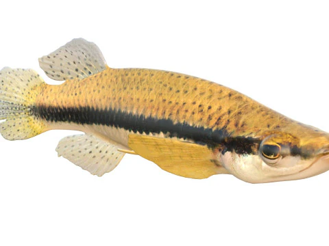 Pez Topminnow con manchas negras Modelo 3D