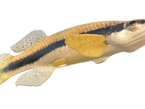 Pez Topminnow con manchas negras Modelo 3D