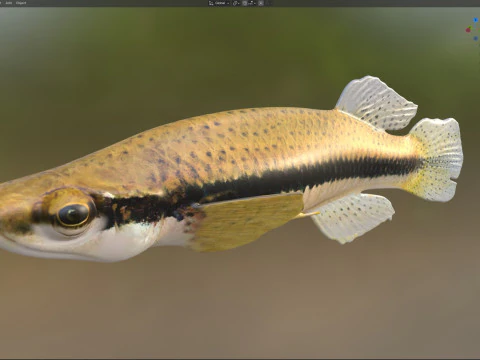 Pez Topminnow con manchas negras Modelo 3D